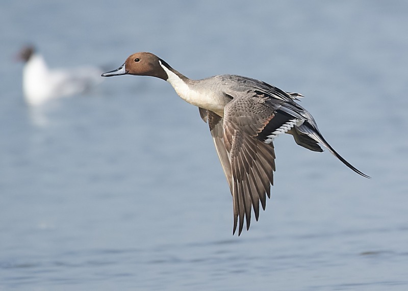1 - Pintail