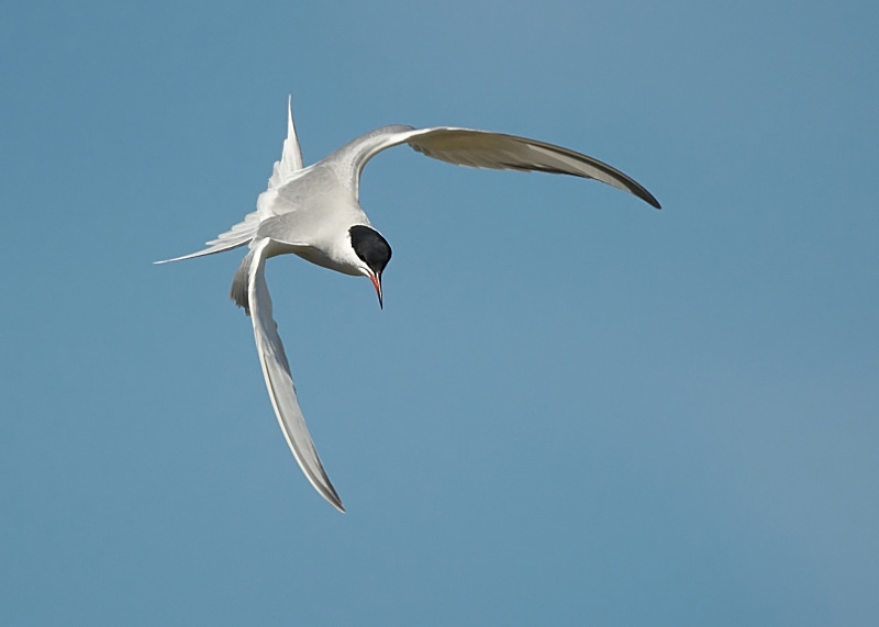 29 - Common Tern