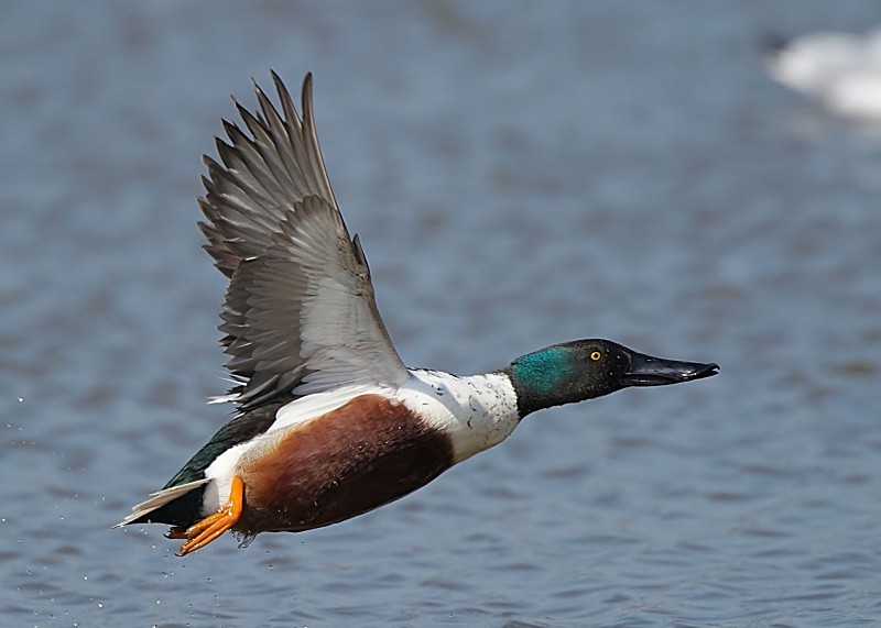 15 - Shoveler