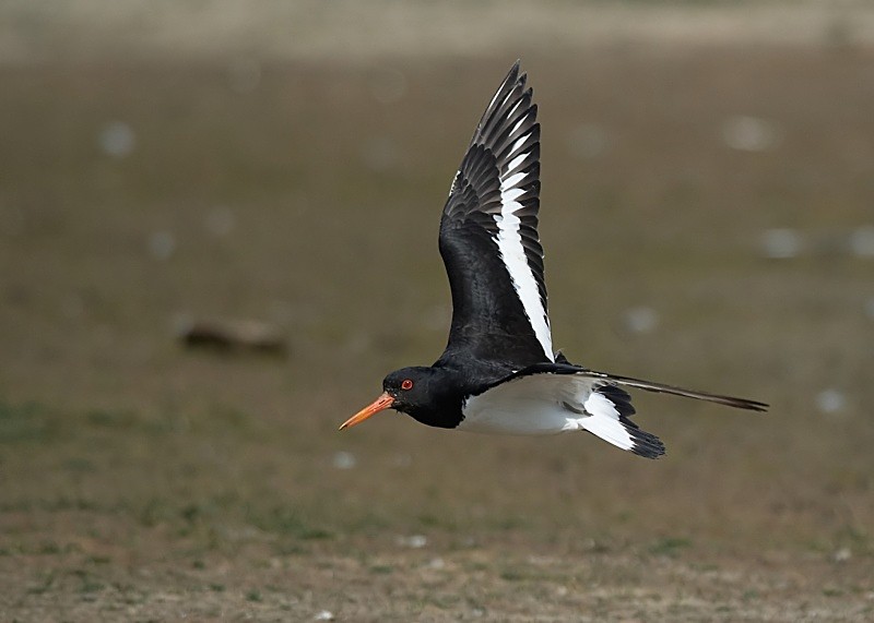 20 - Oystercatcher