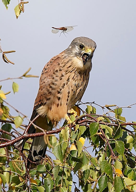 65 - Kestrel