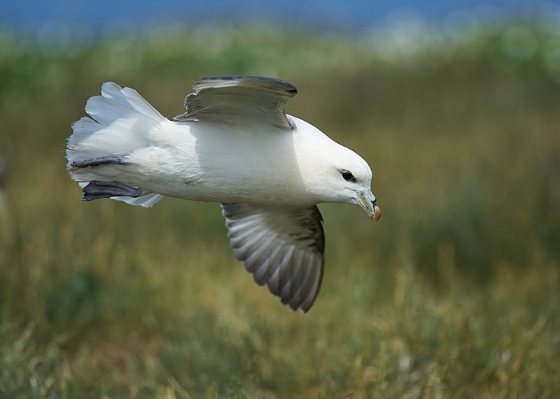 15 - Fulmar