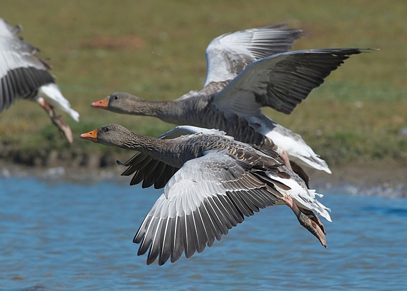 12 - Greylag Goose