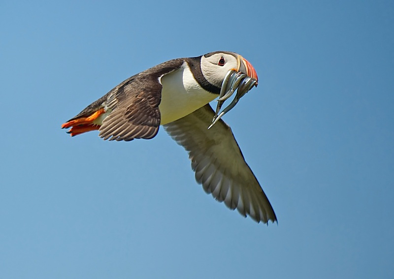 32 - Puffin