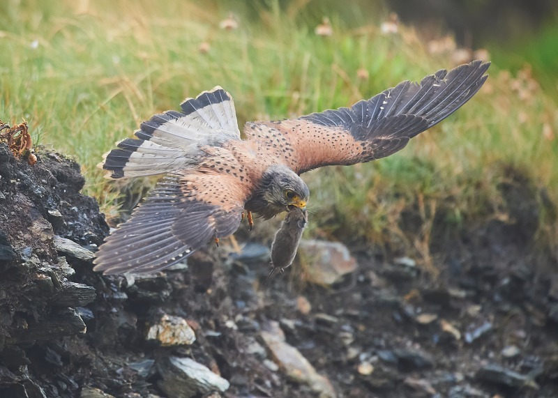 55 - Kestrel