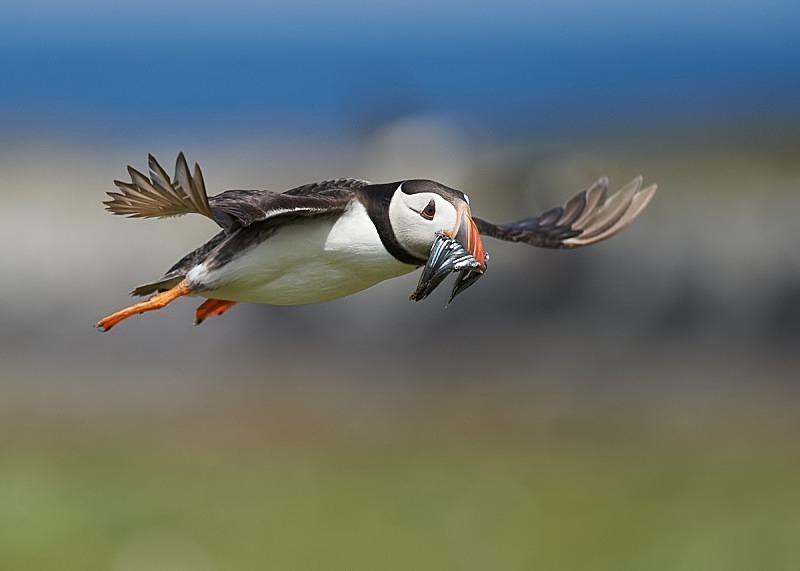 8 - Puffin
