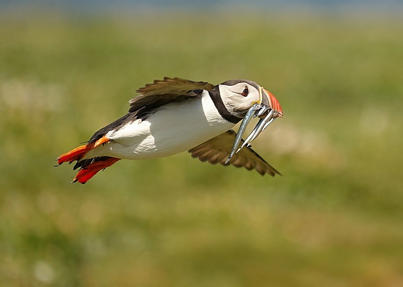 29 - Puffin