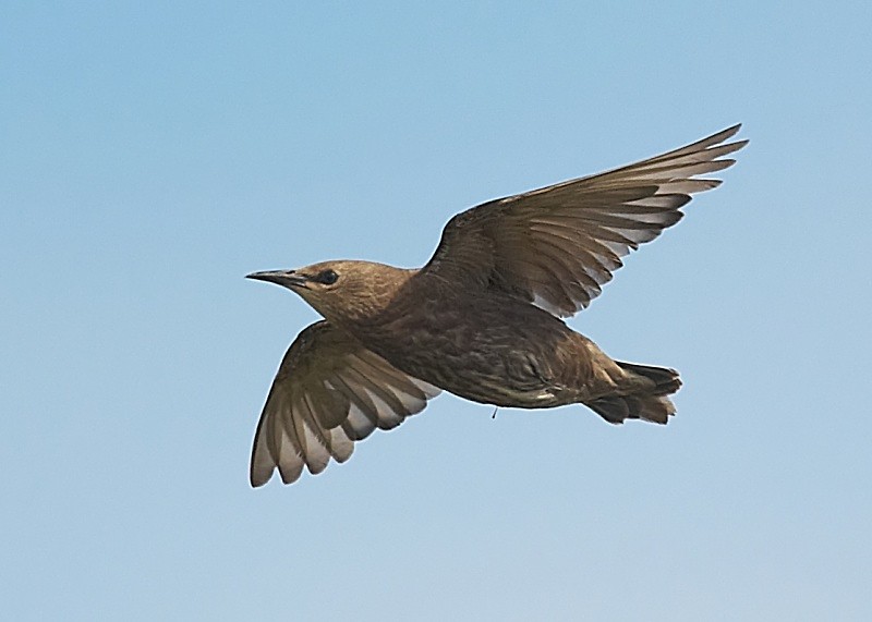 9 - Starling