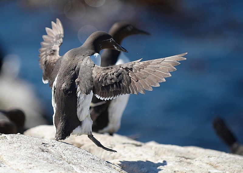 6 - Guillemot