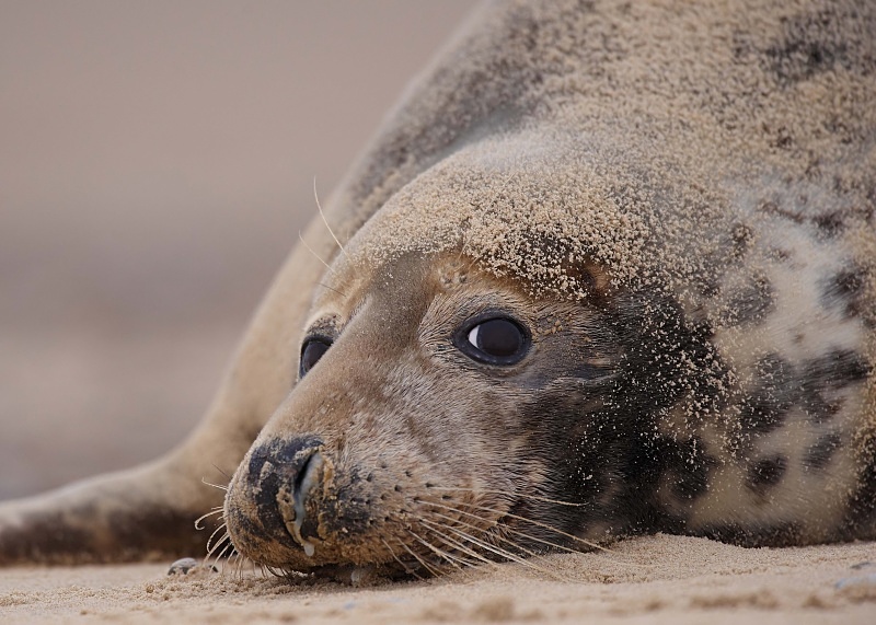 10 - Grey Seal