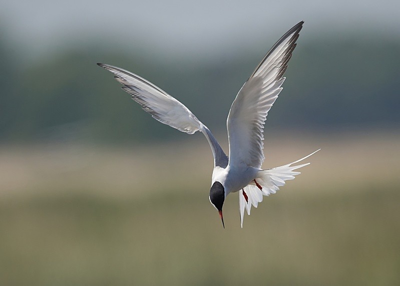 13 - Common Tern