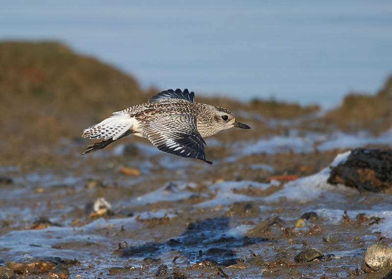 3 - Grey Plover