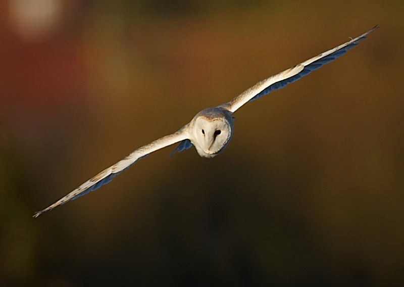 47 - Barn Owl