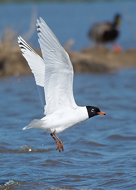 9 - Mediterranean Gull