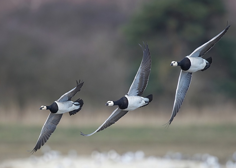 12 - Barnacle Goose