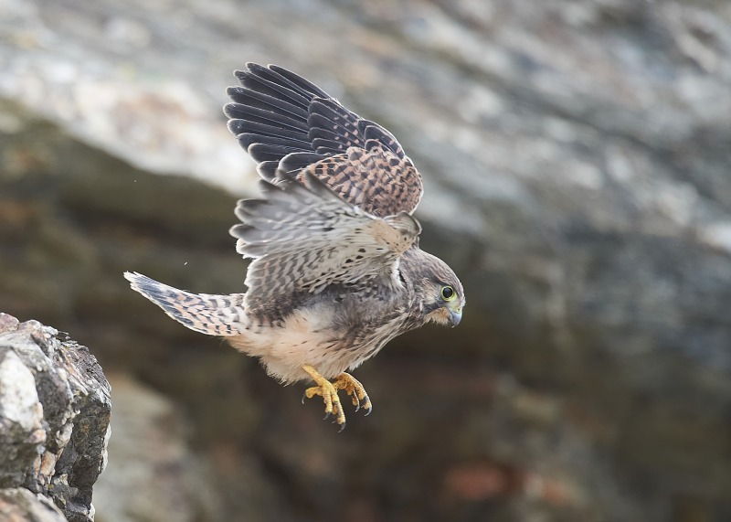20 - Kestrel