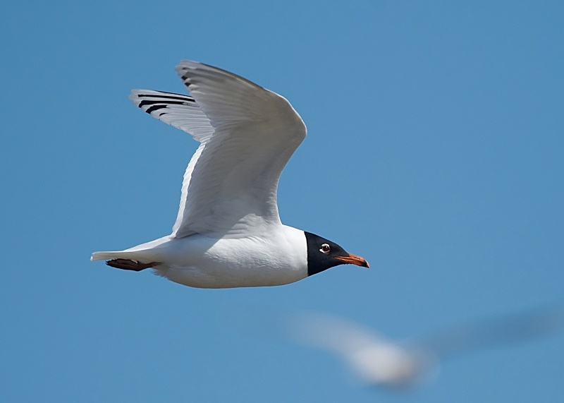 17 - Mediterranean Gull
