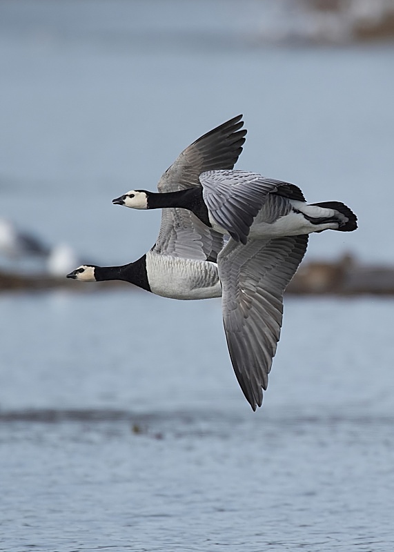 13 - Barnacle Goose