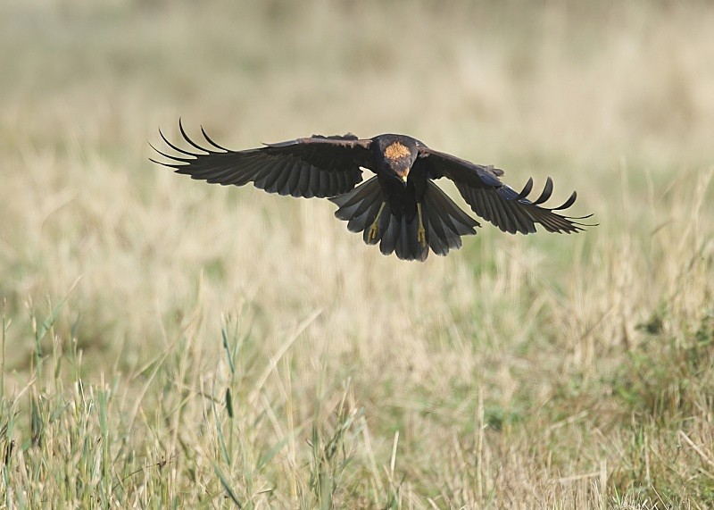 14 - Marsh Harrier