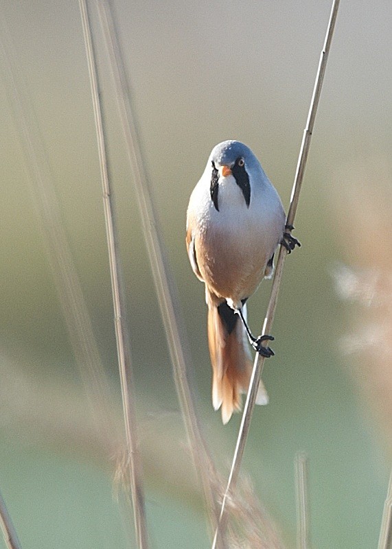4 - Bearded Tit