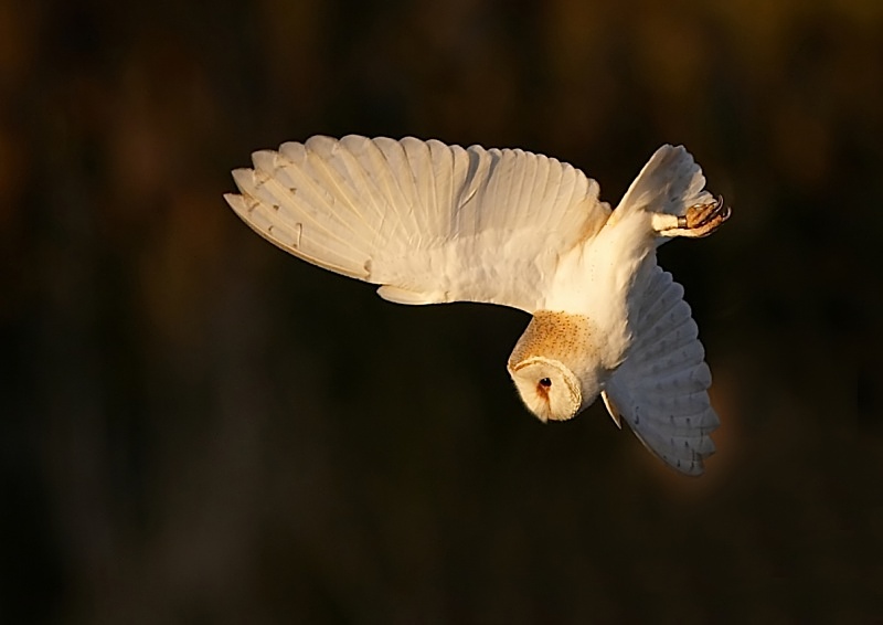 43 - Barn Owl
