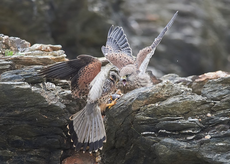 25 - Kestrel