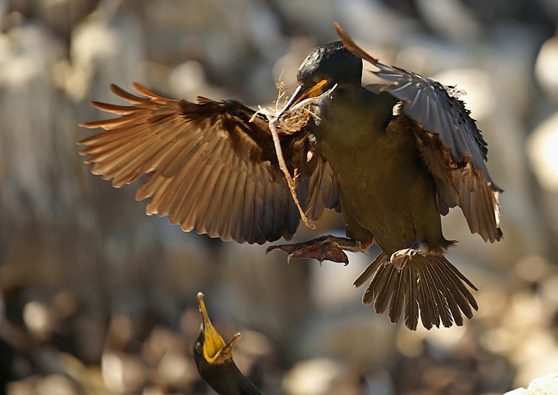 2 - Shag