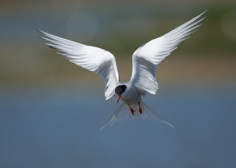 12 - Common Tern