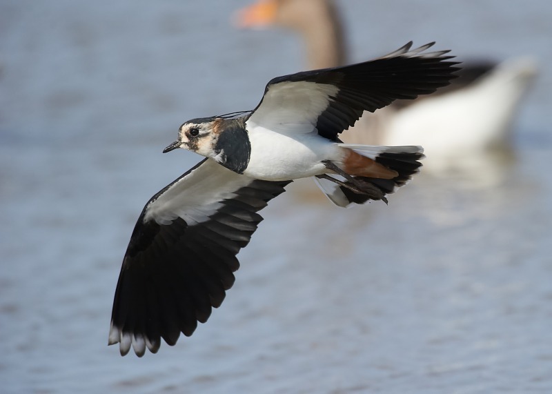 4 - Lapwing