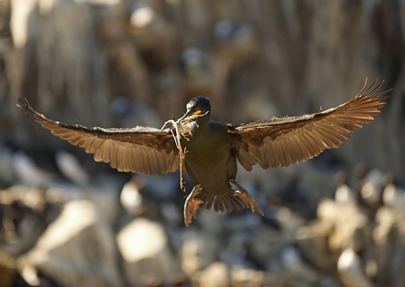 5 - Shag