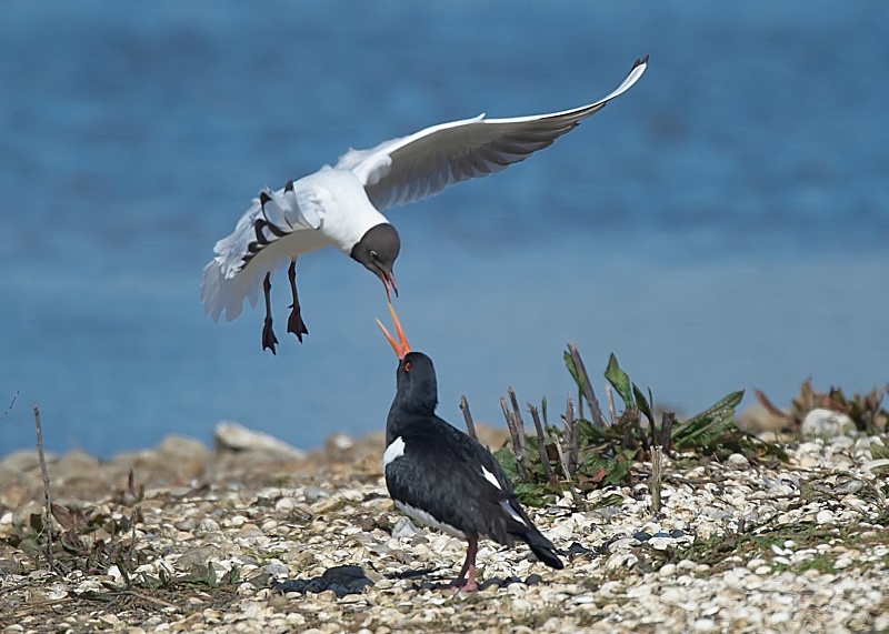 28 - Oystercatcher