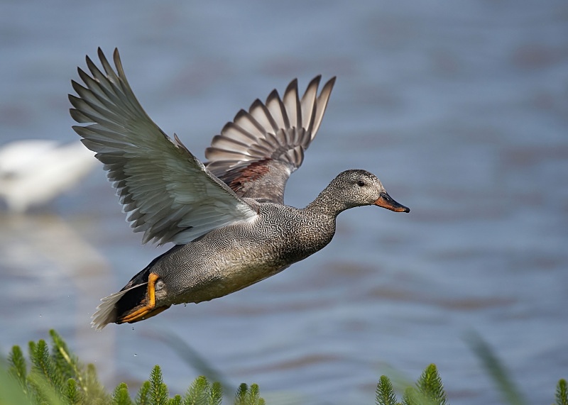 21 - Gadwall