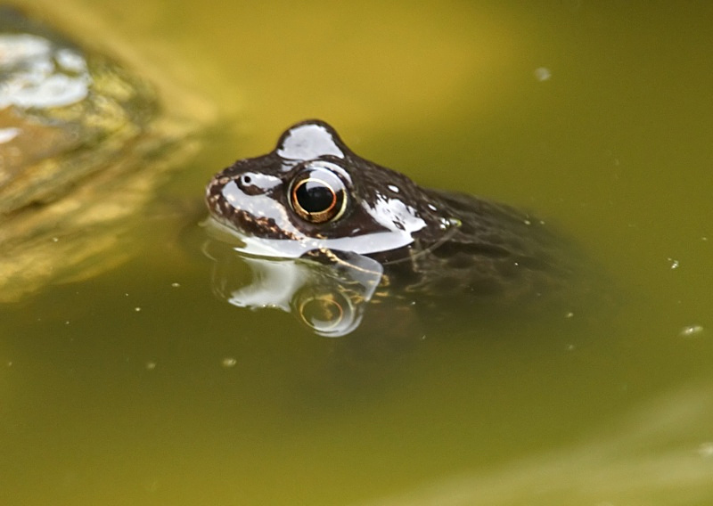 13 - Common Frog