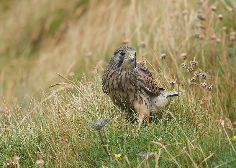 35 - Kestrel