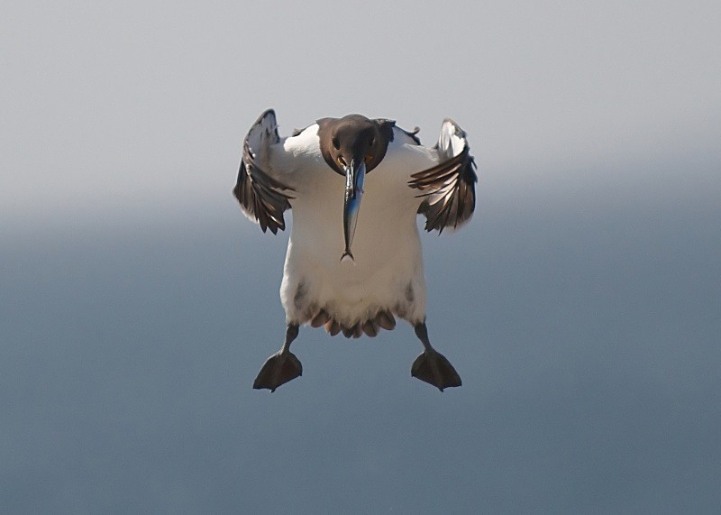 2 - Guillemot