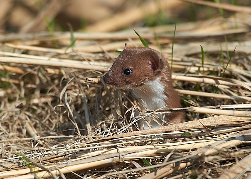 4 - Weasel