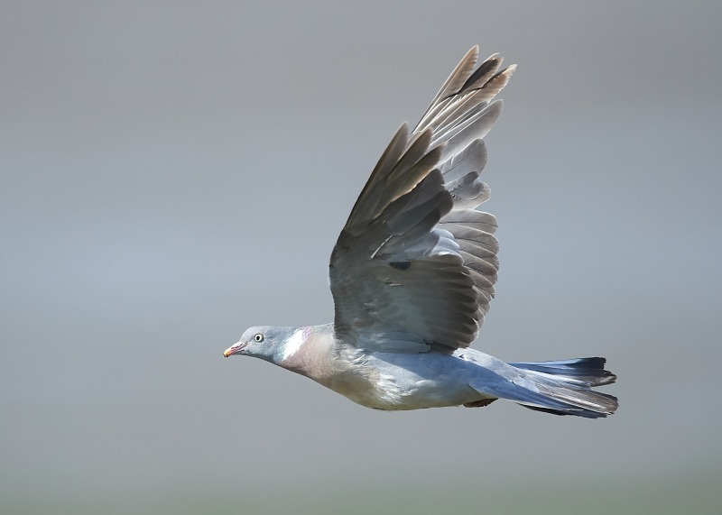 4 - Woodpigeon