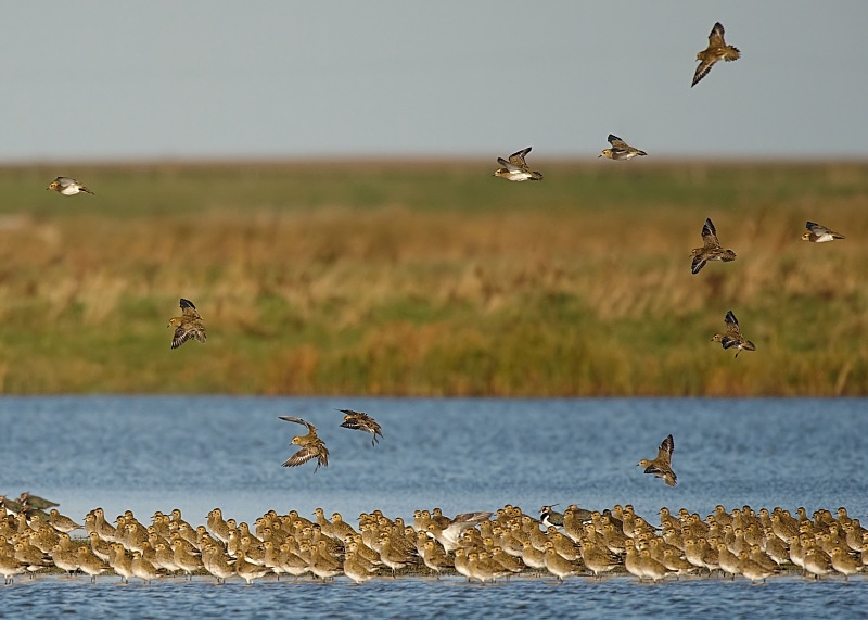 8 - Golden Plover