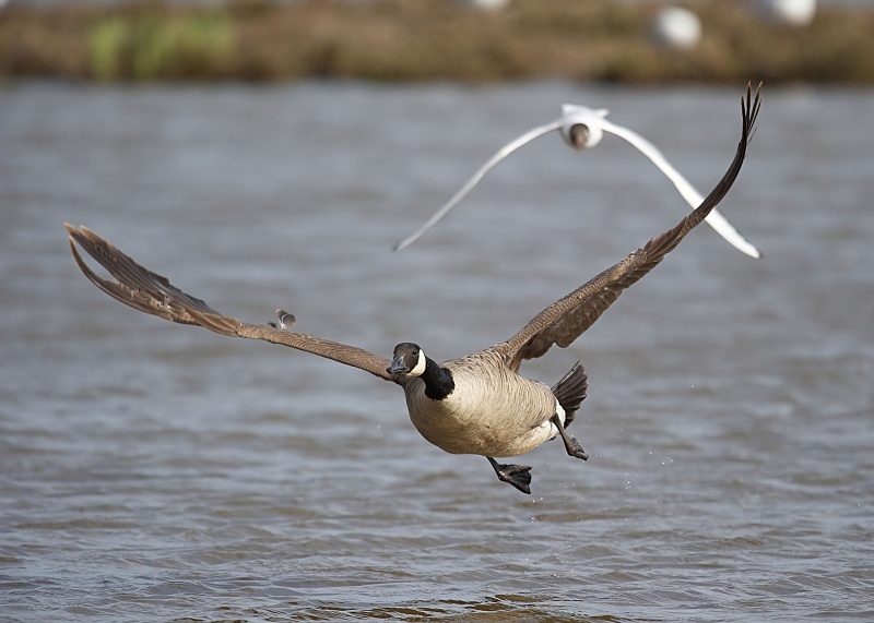 5 - Canada Goose