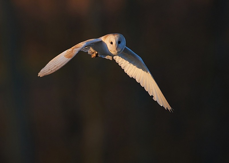 12 - Barn Owl