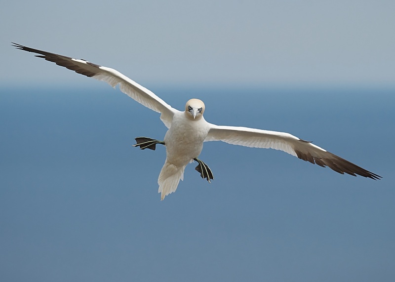 18 - Gannet