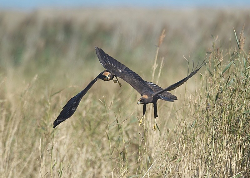 12 - Marsh Harrier