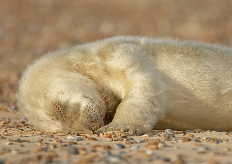 28 - Grey Seal