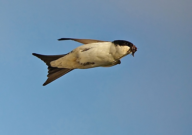 2 - House Martin