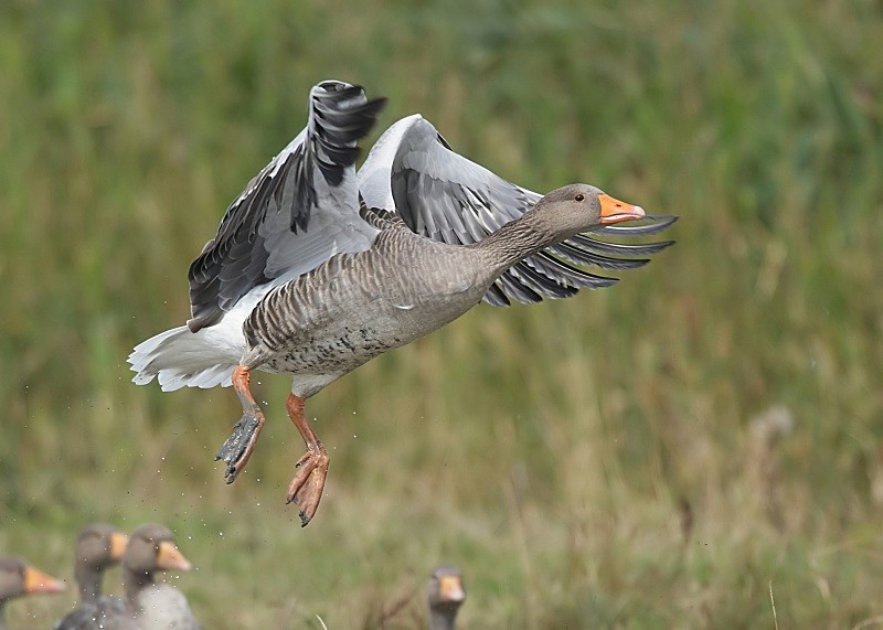 13 - Greylag Goose