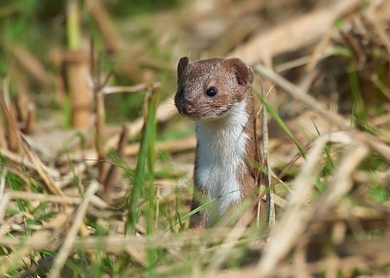 5 - Weasel