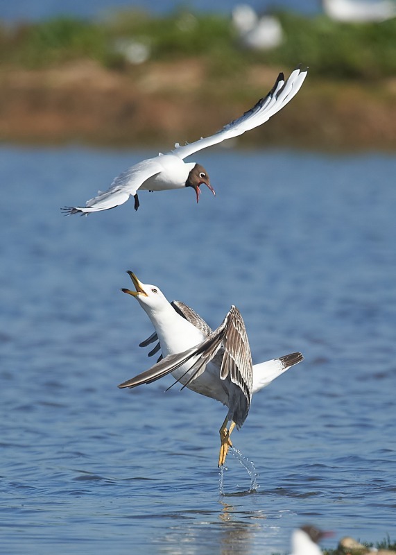 1 - Lesser Black-backed Gull