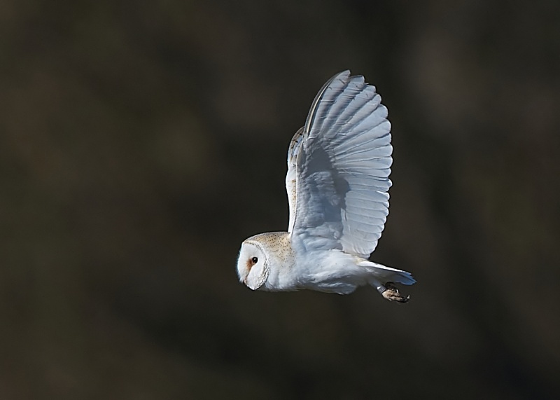 58 - Barn Owl