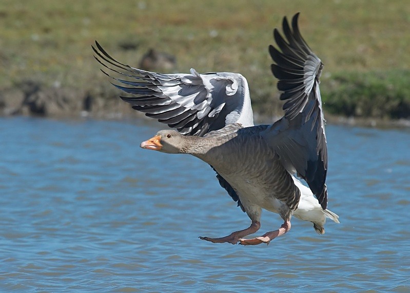 7 - Greylag Goose