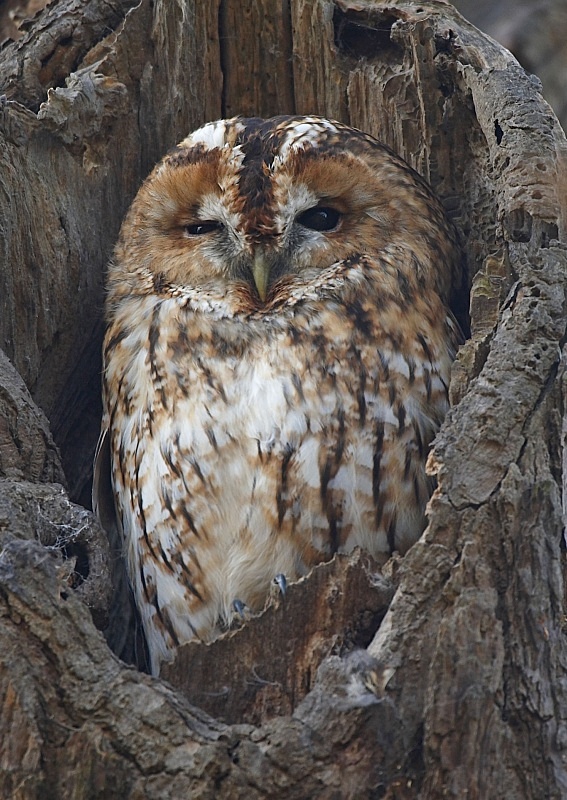 3 - Tawny Owl